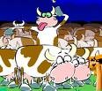 Mad Cows