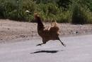 Why Did the Chicken Cross the Road?