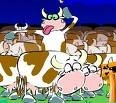 Mad Cows